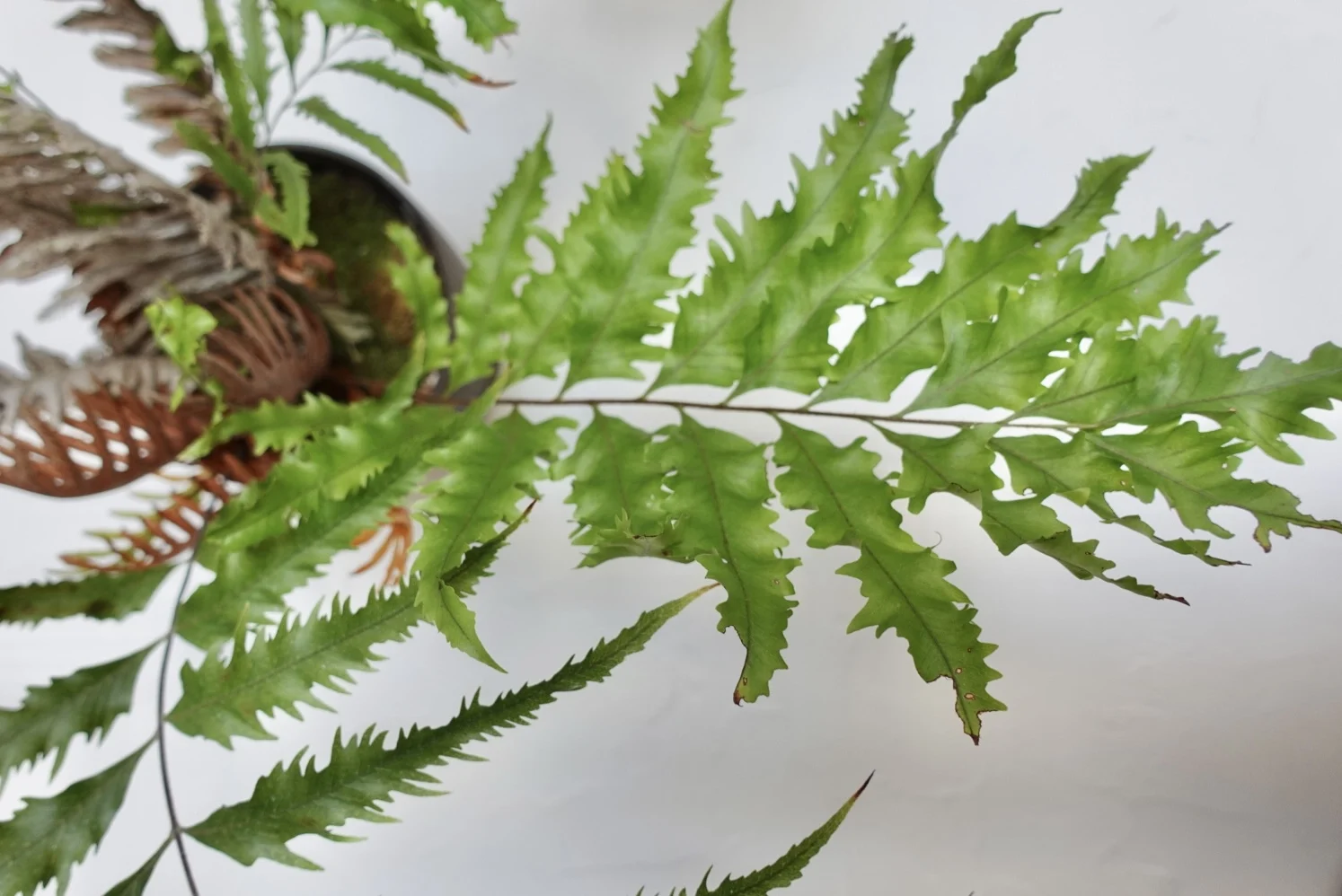 ドリナリア リギデュラ ホワイティ