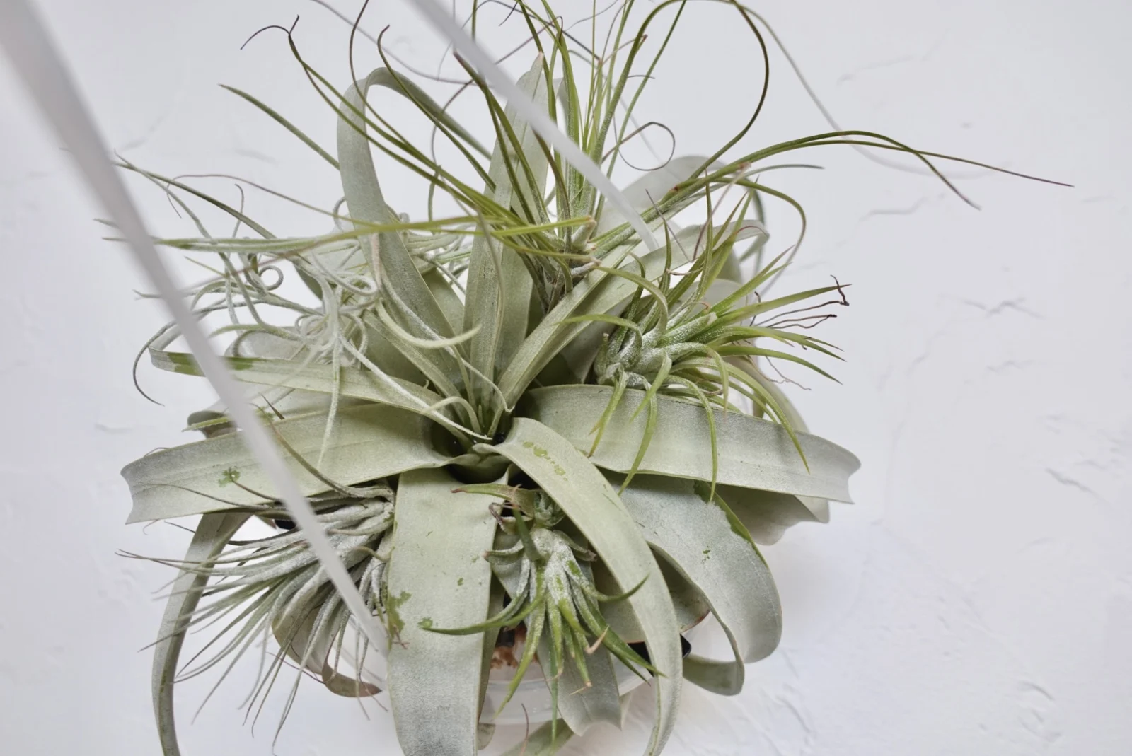 ティランジア キセログラフィカ ゆりかご