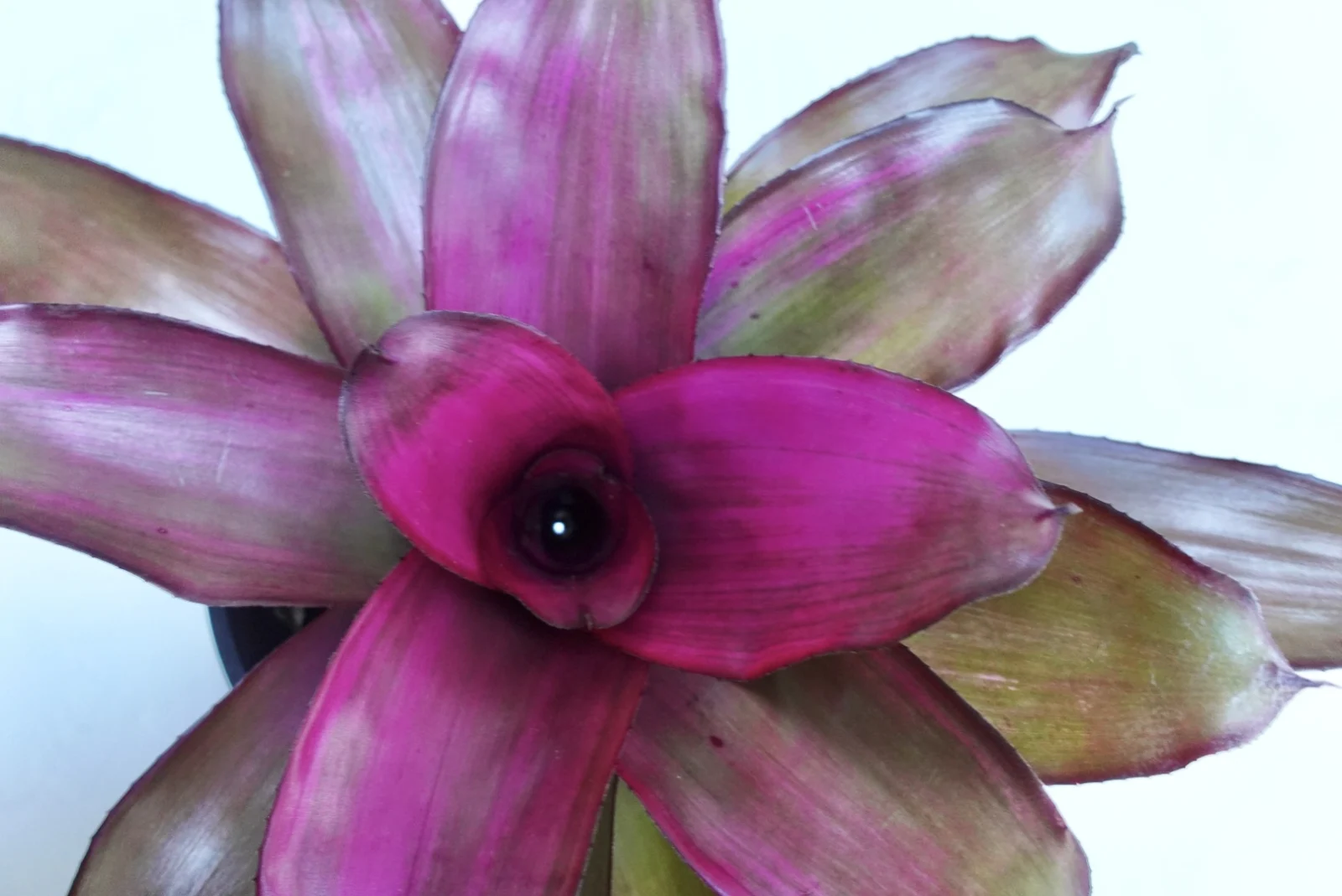 ネオレゲリア　パープルスター