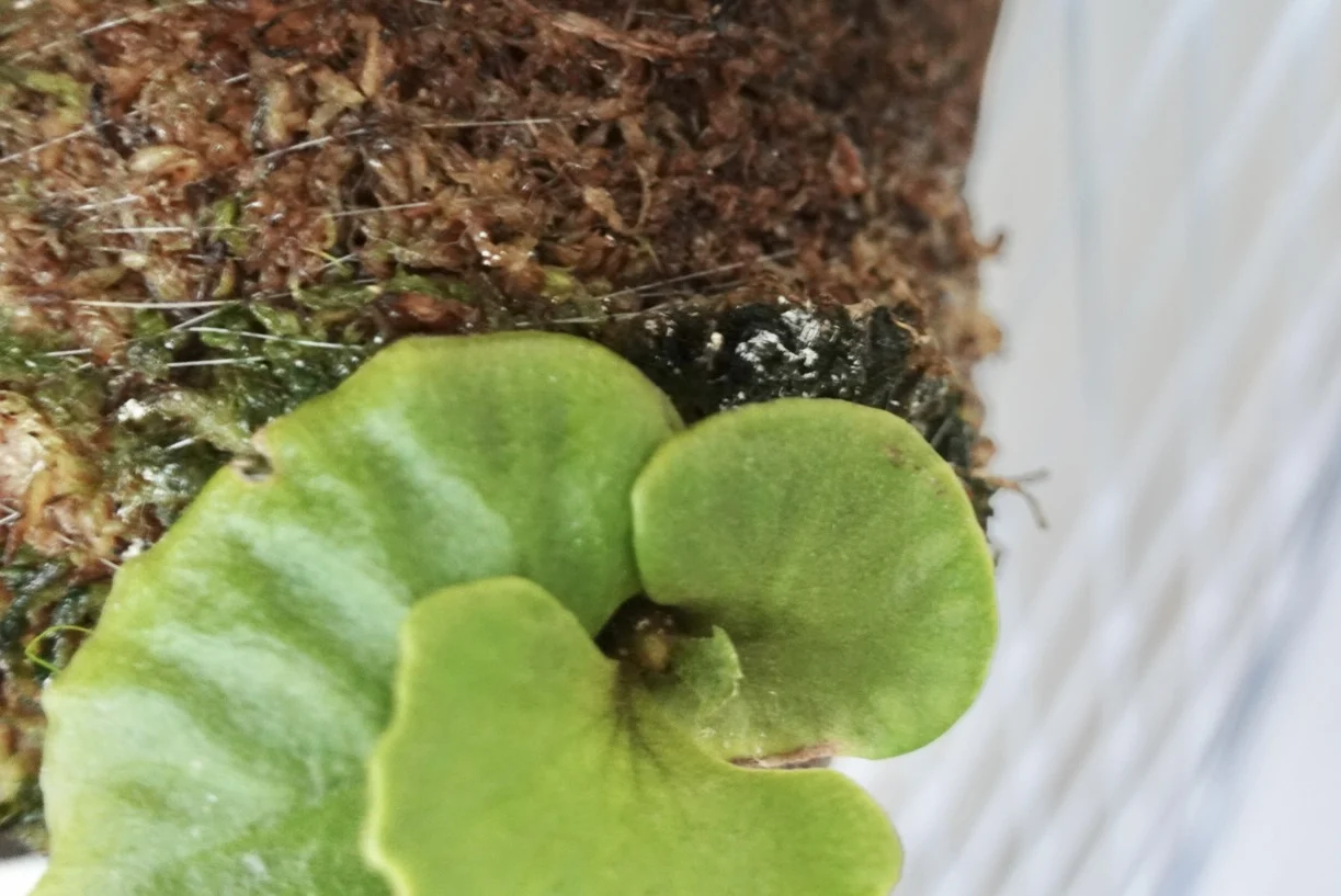 ビカクシダ　リドレイ　ドワーフ　シルバー　白カビ？