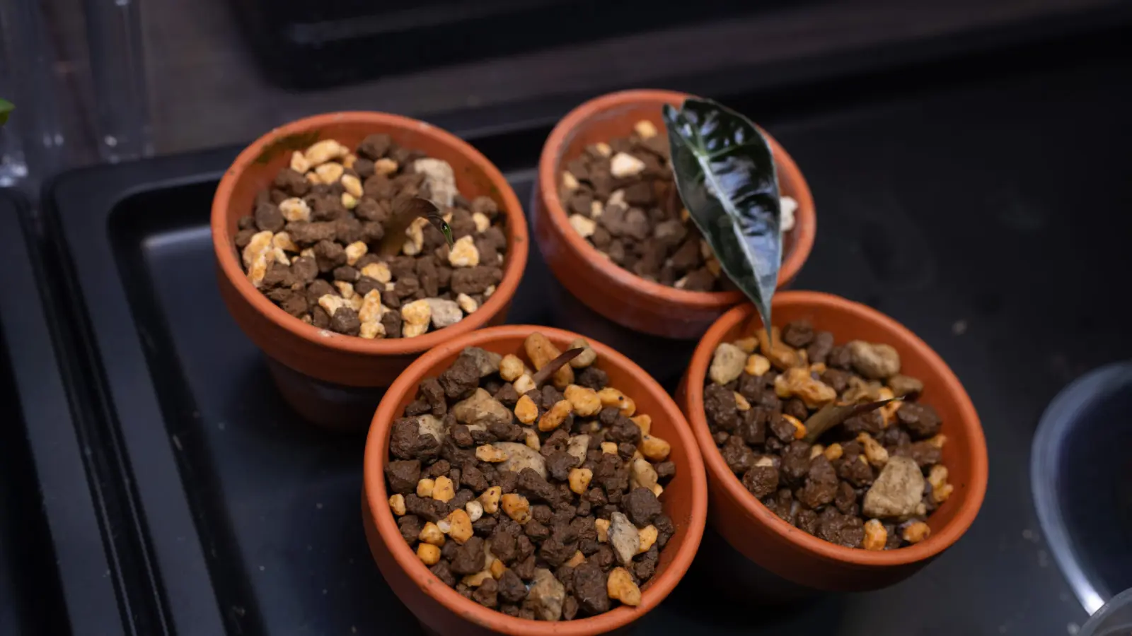 アロカシア　アマゾニカ