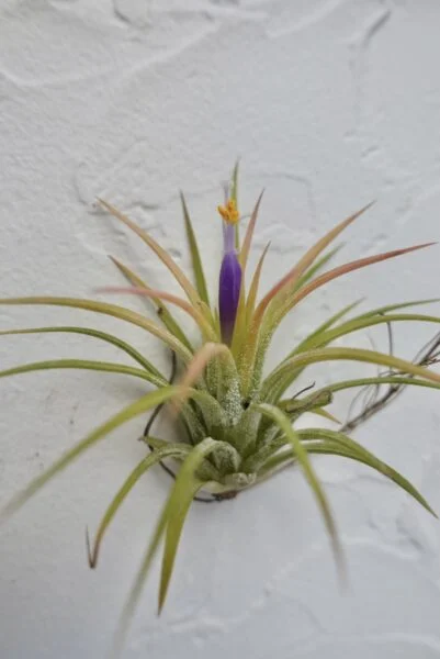 ティランジア　イオナンタ　ホムセン　花