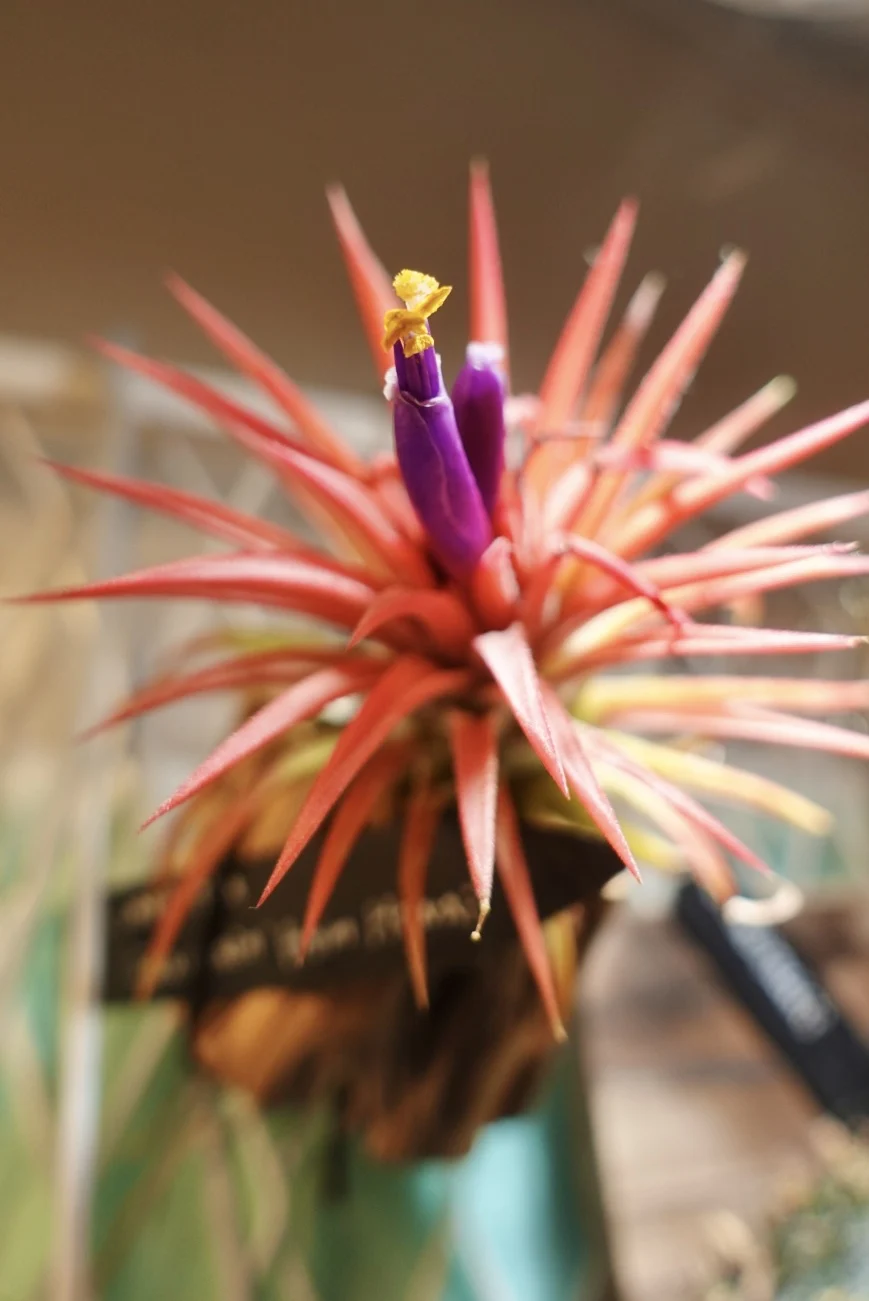 ティランジア イオナンタ ファウンテン　花