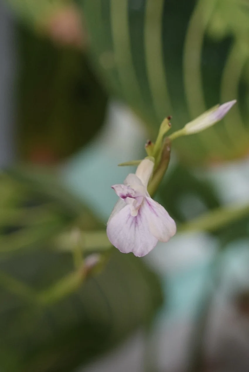 マランタ　レウコネウラ　レモンライム　花