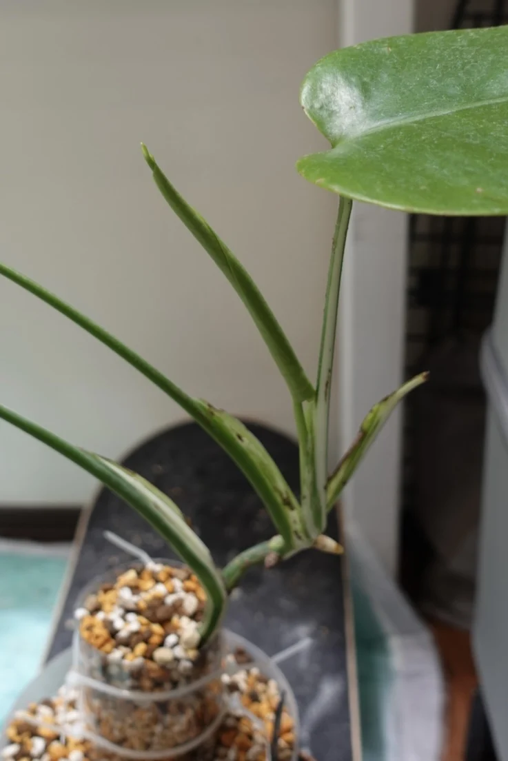 モンステラ　デリシオーサ　ホワイトタイガー