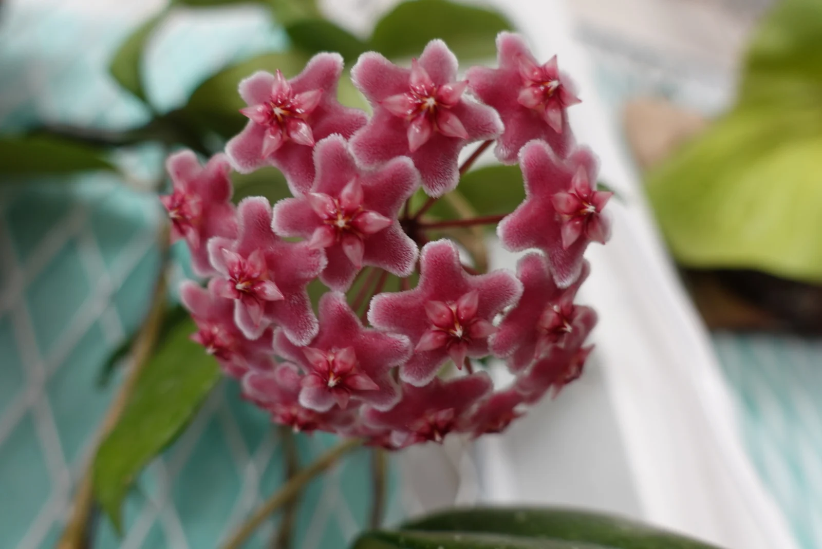 ホヤ　プビカリクス ロイヤルハワイアンパープル　花