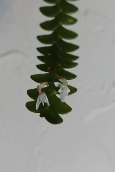 アングレカム　ディスティカム　花