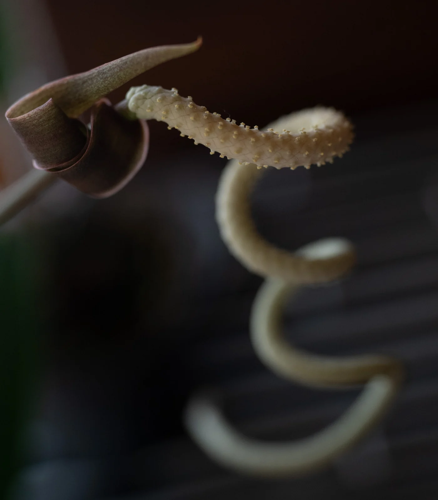 アンスリウム　ウェンドリンゲリ　花