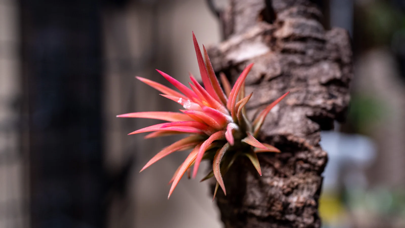 ティランジア　イオナンタ　オールウェイズピンク