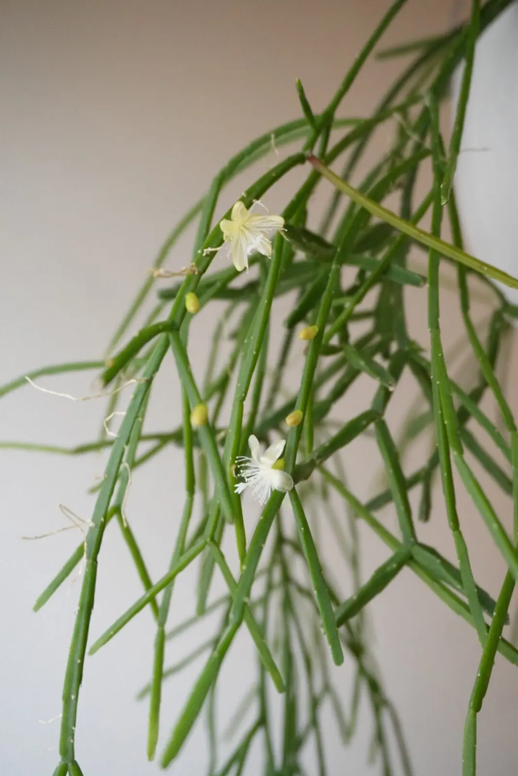 リプサリス 札落ち 花