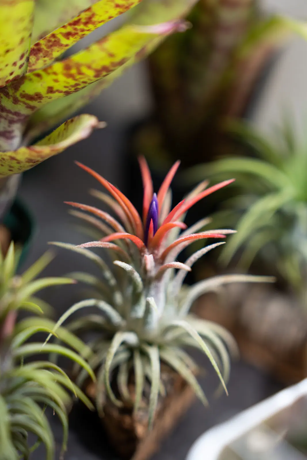 イオナンタ　白雪姫