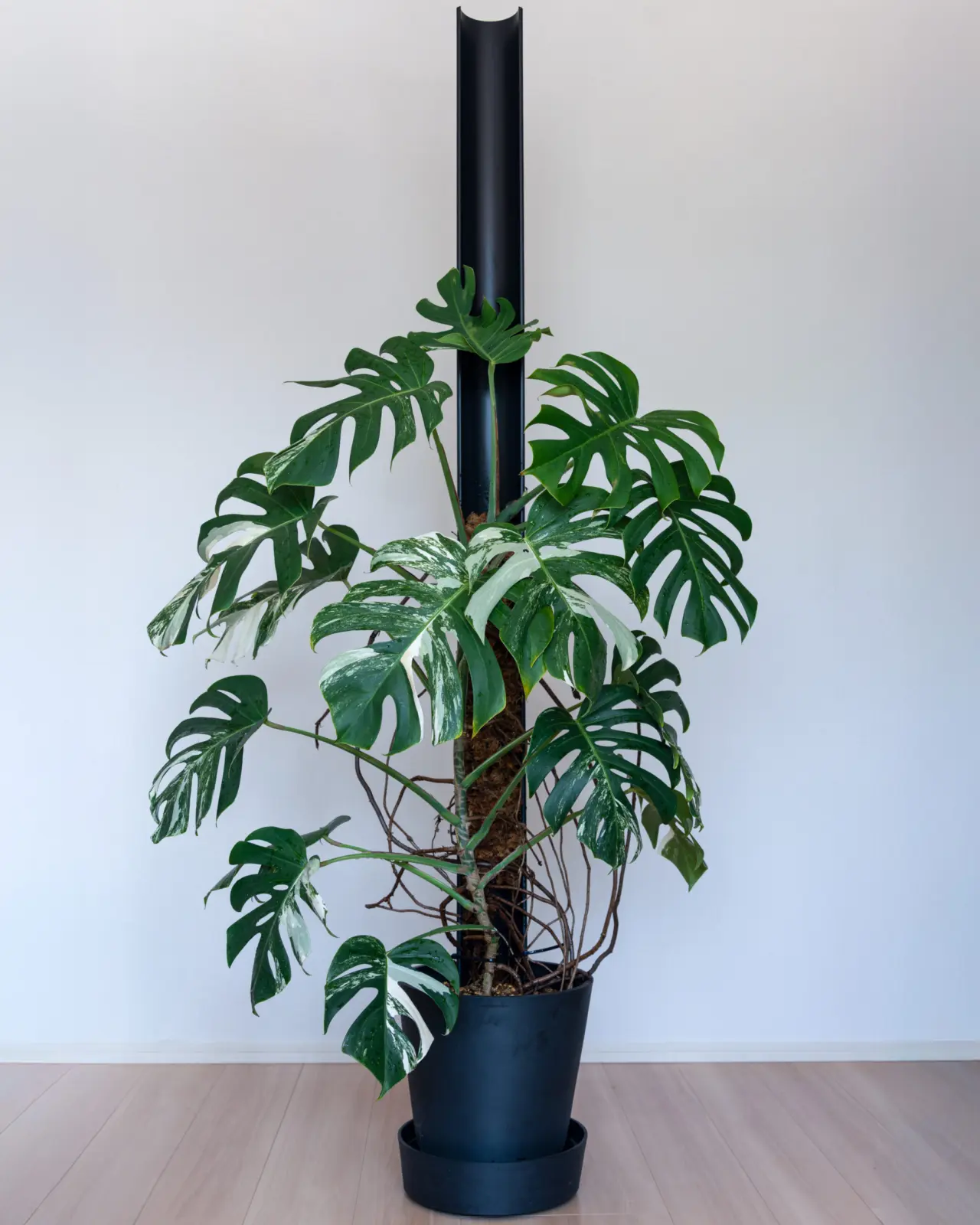 モンステラ ボルシギアナ 斑入り