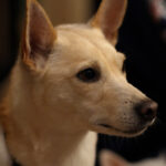 chie_waioのアバター