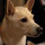 chie_waioのアバター