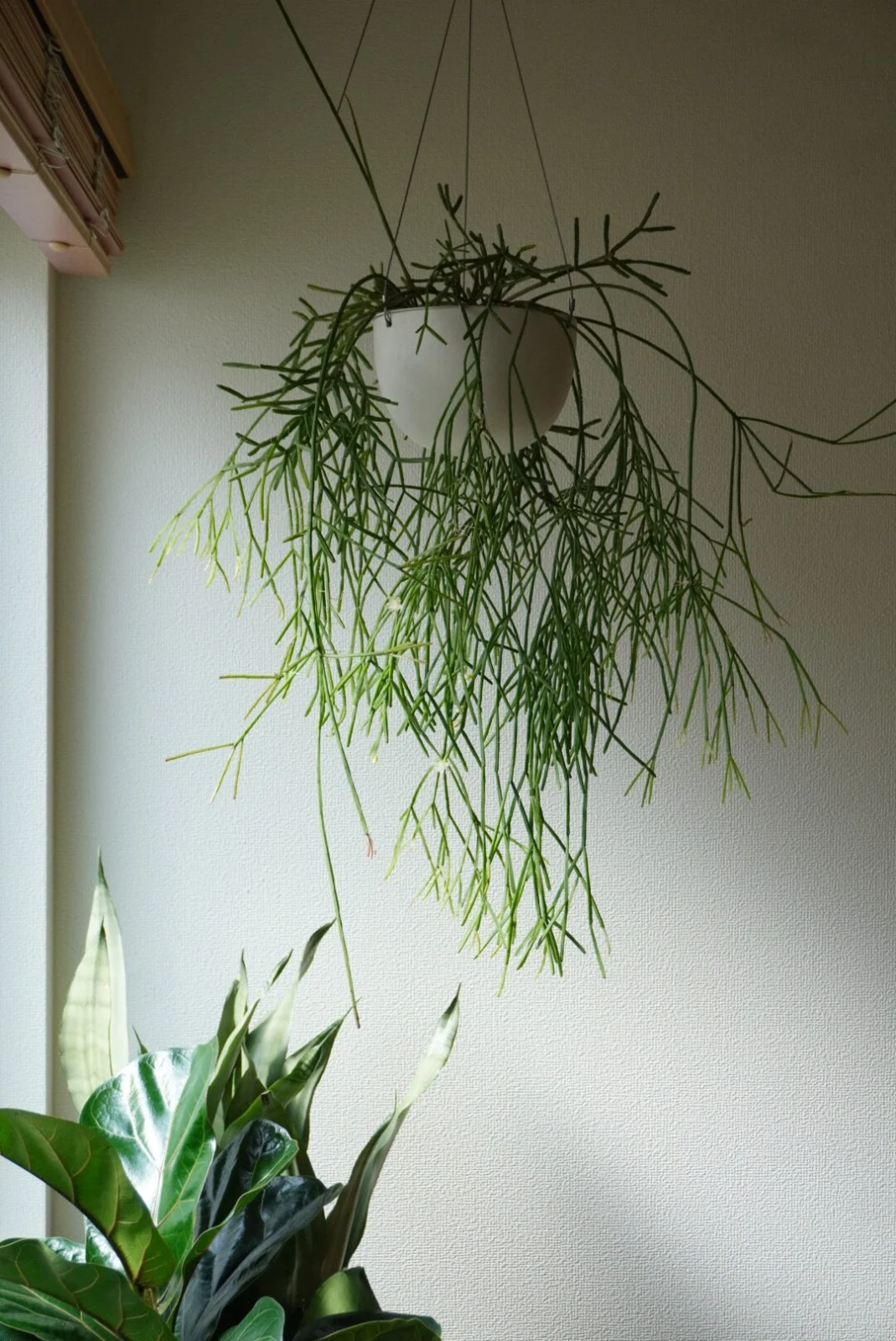 リプサリス　札落ち　カスッサ　？