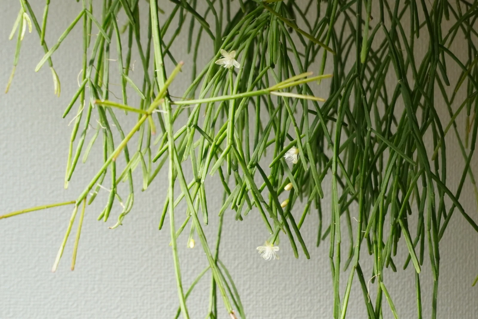 リプサリス　札落ち　花