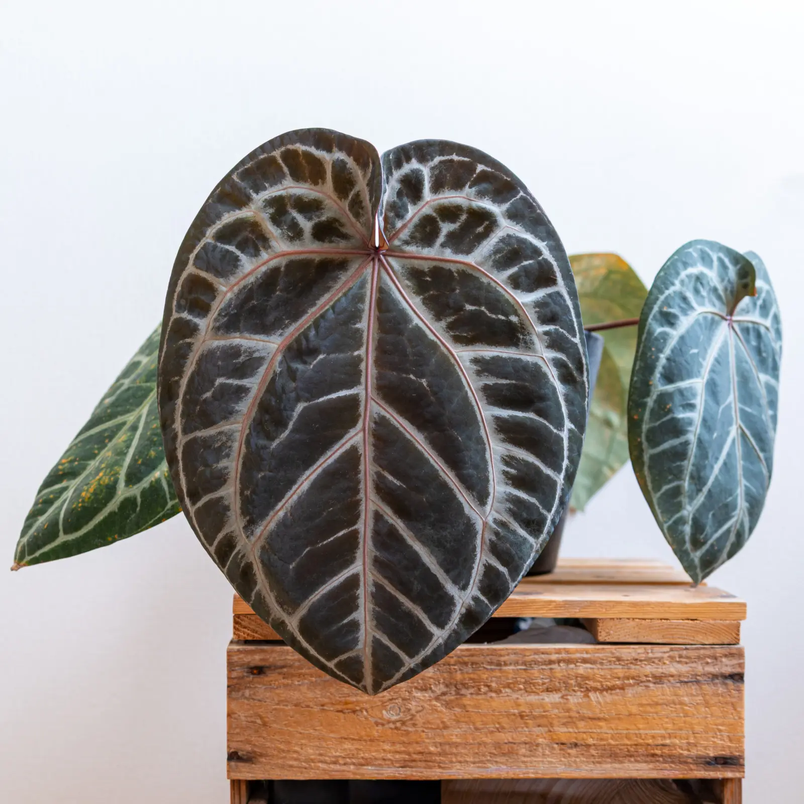 アンスリウム ザラ × ミシェル