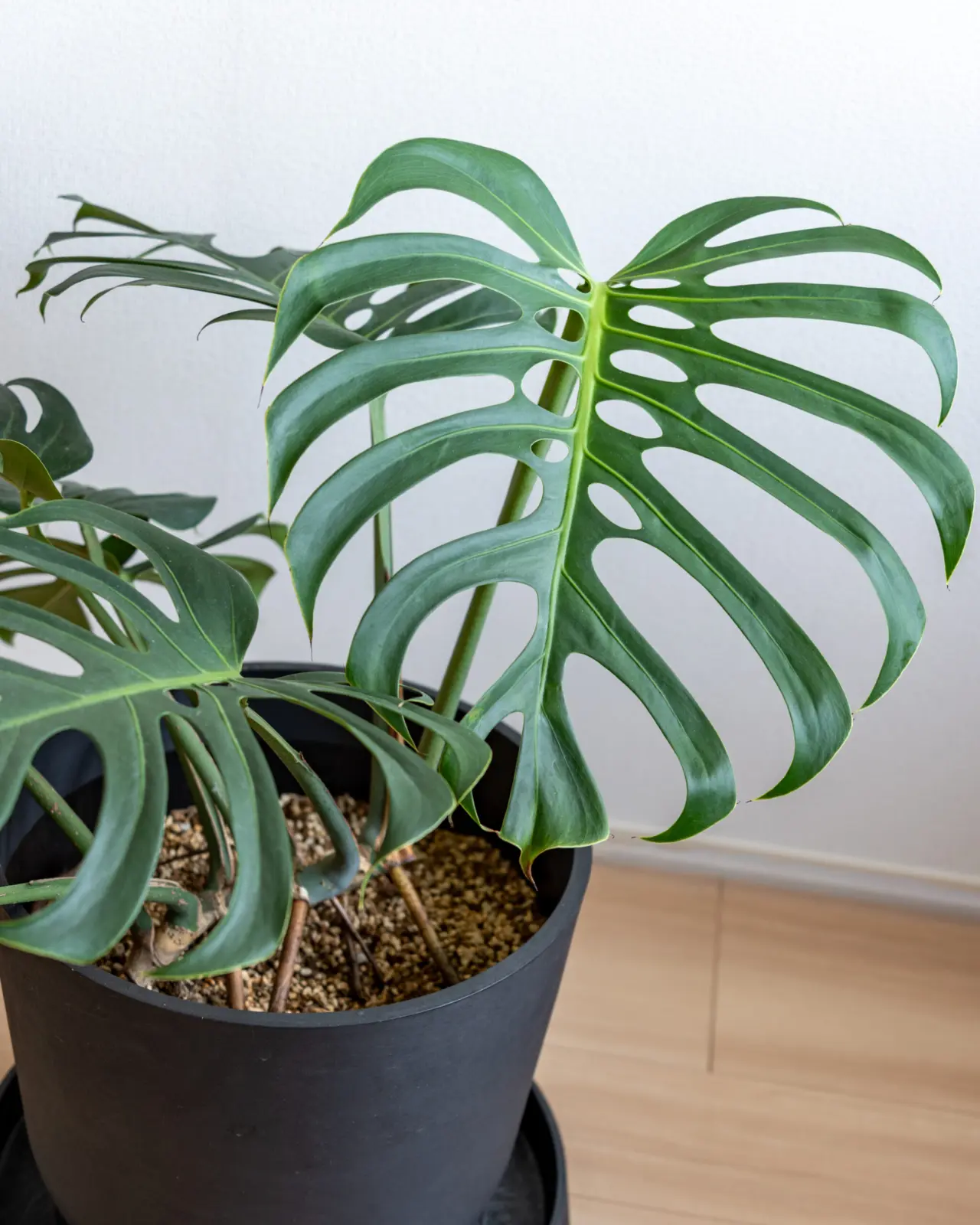 モンステラ デリシオーサ スケルトン