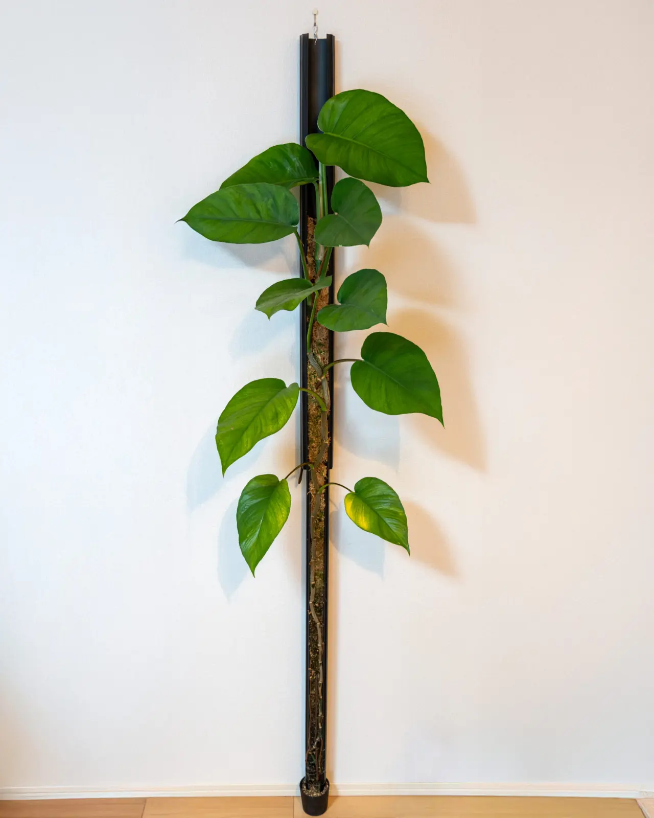 ポトス アマゾン