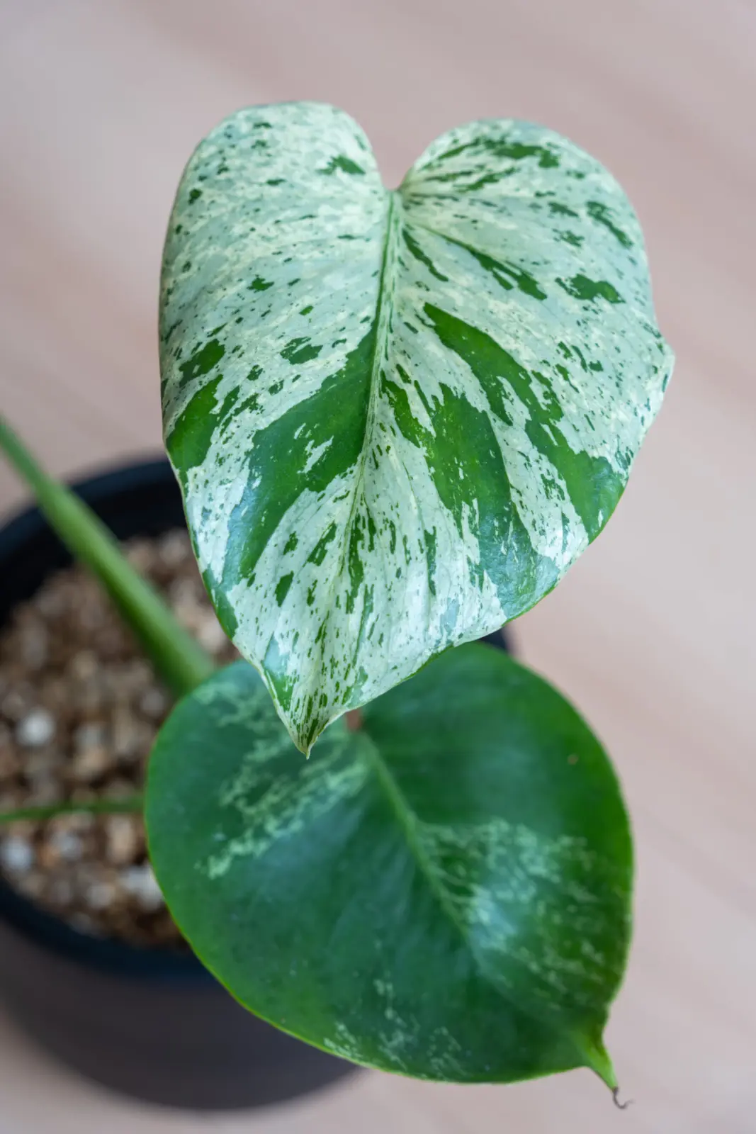 モンステラ デリシオーサ ベトシオーサ