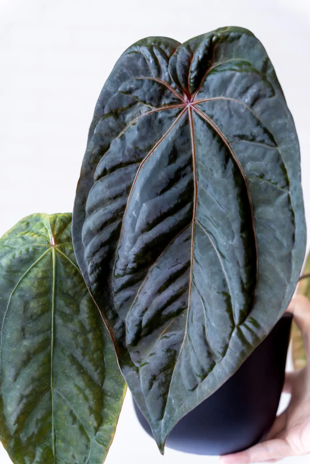 アンスリウム レッドヴェインダークフェニックス セルフ実生