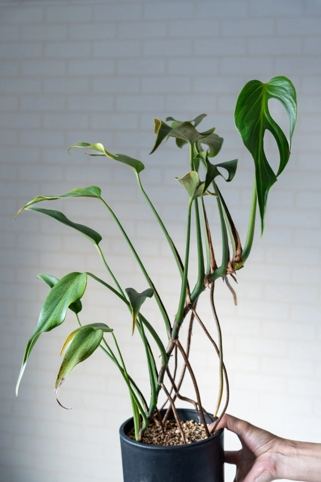 モンステラ バールマルクスフレイム