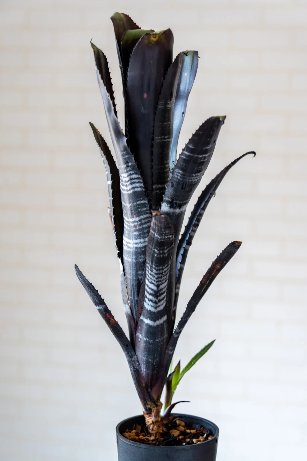 ビルベルギア ダースベイダー