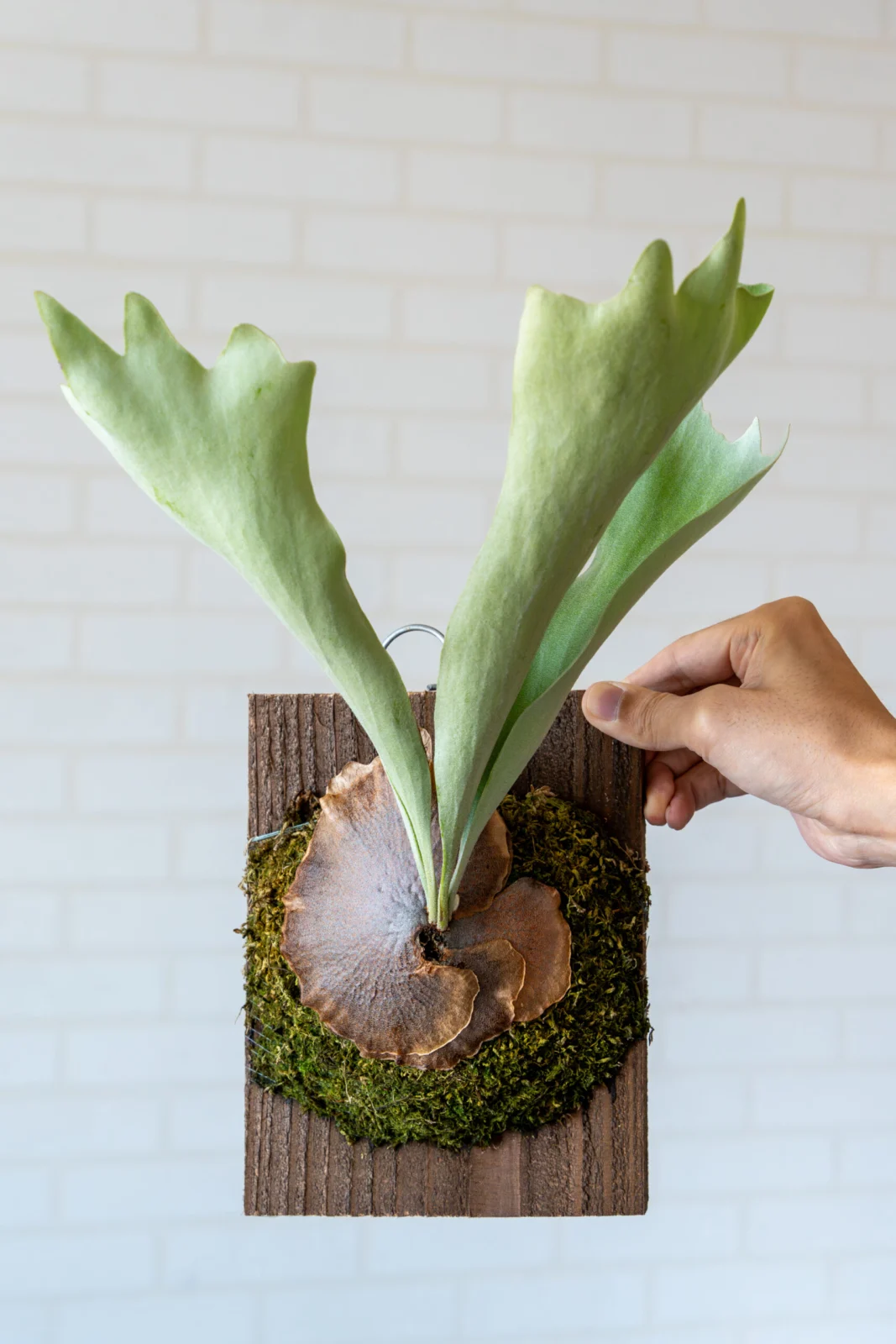 ビカクシダ DK-6