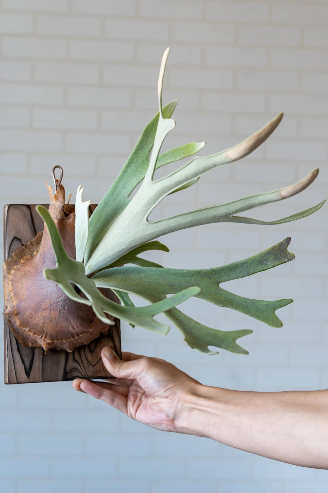 ビカクシダ エルサ