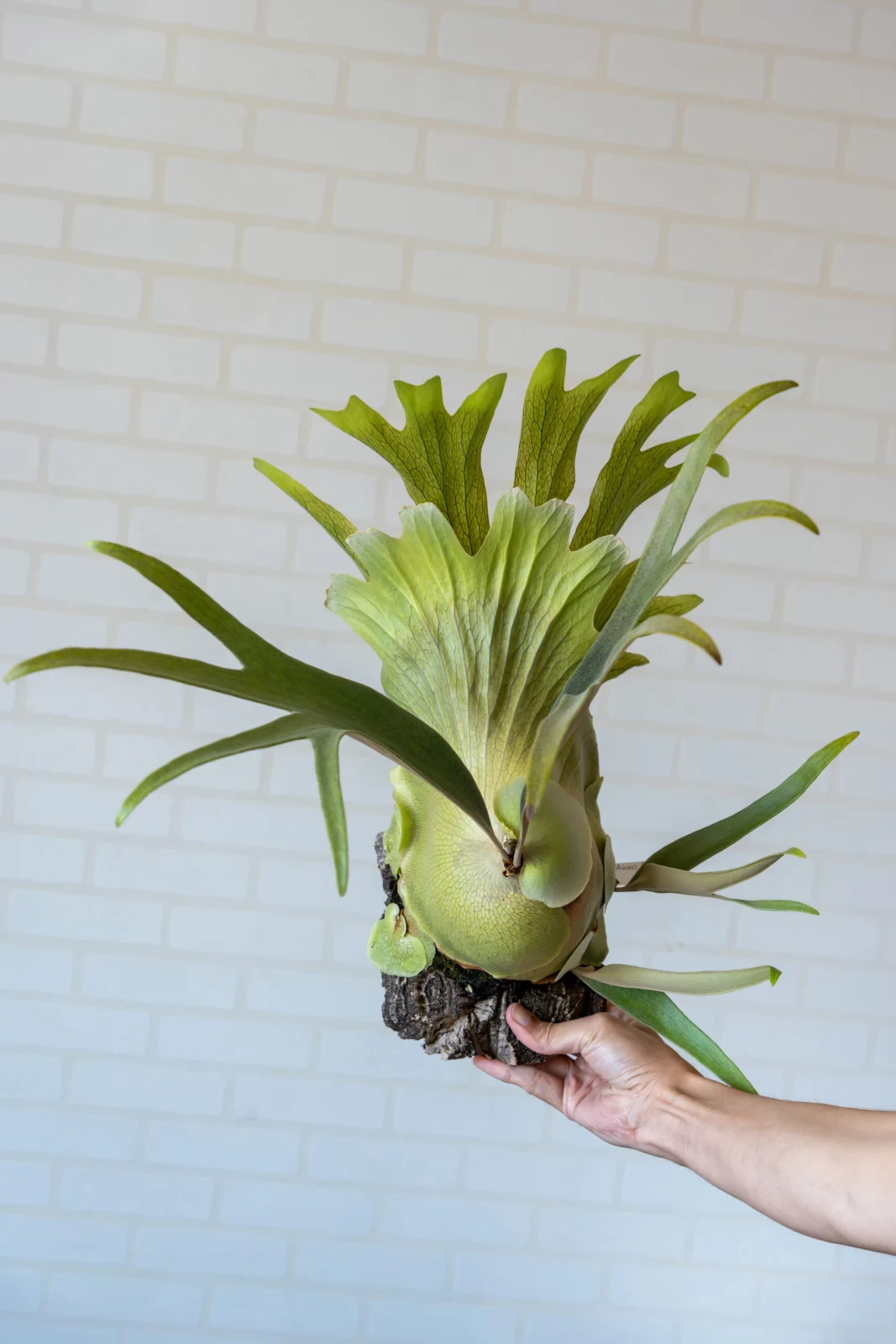 ビカクシダ プリンセスクラウン