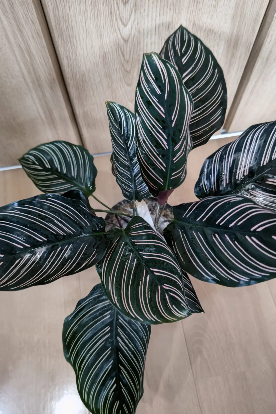 カラテア サンデリアーナ