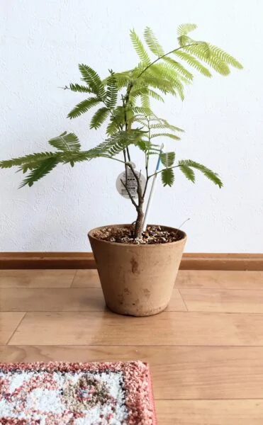 エバーフレッシュ