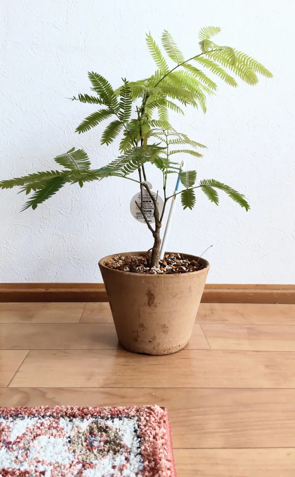 エバーフレッシュ