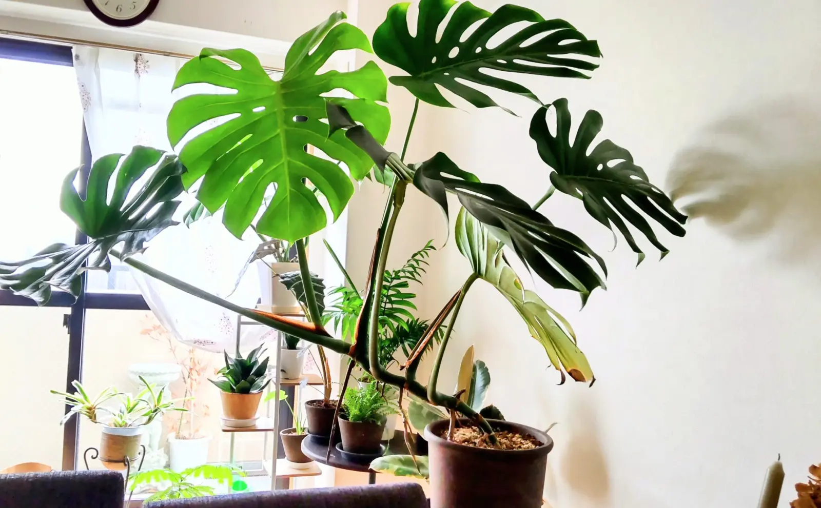 モンステラ　新葉が出たけど茎が葉の重さで真横に伸びていくどうすれば？？？