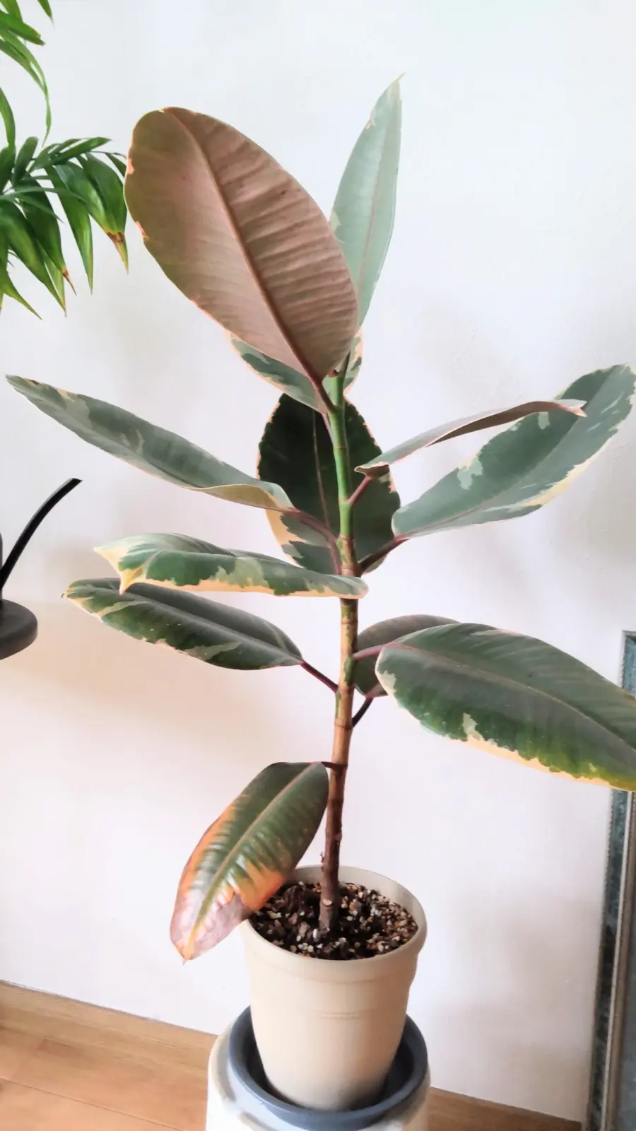 フィカス　徐々に伸びて元気な子だけど下葉が枯れたら取った方がいいの？