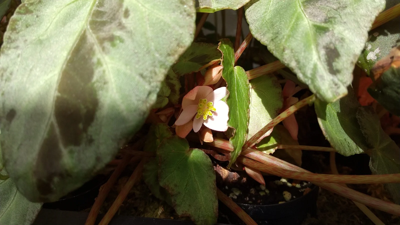 ベゴニア　ブルキリィ