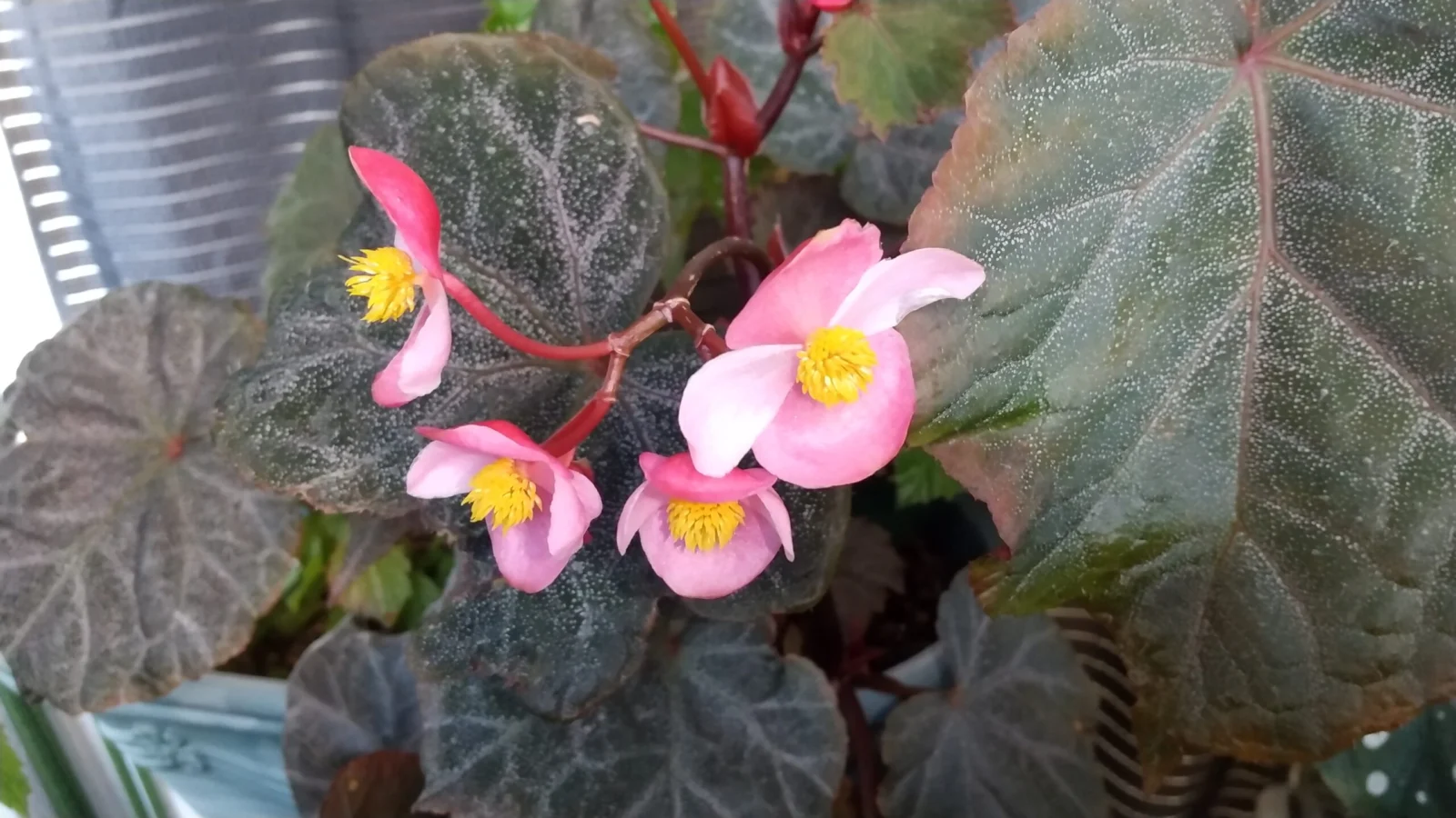 ベゴニア　ロビン