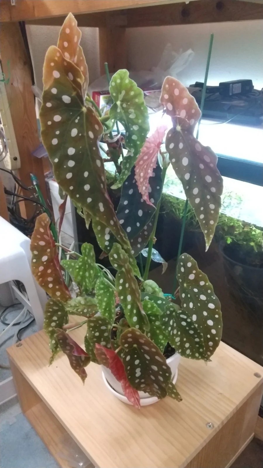 ベゴニア　マクラータ