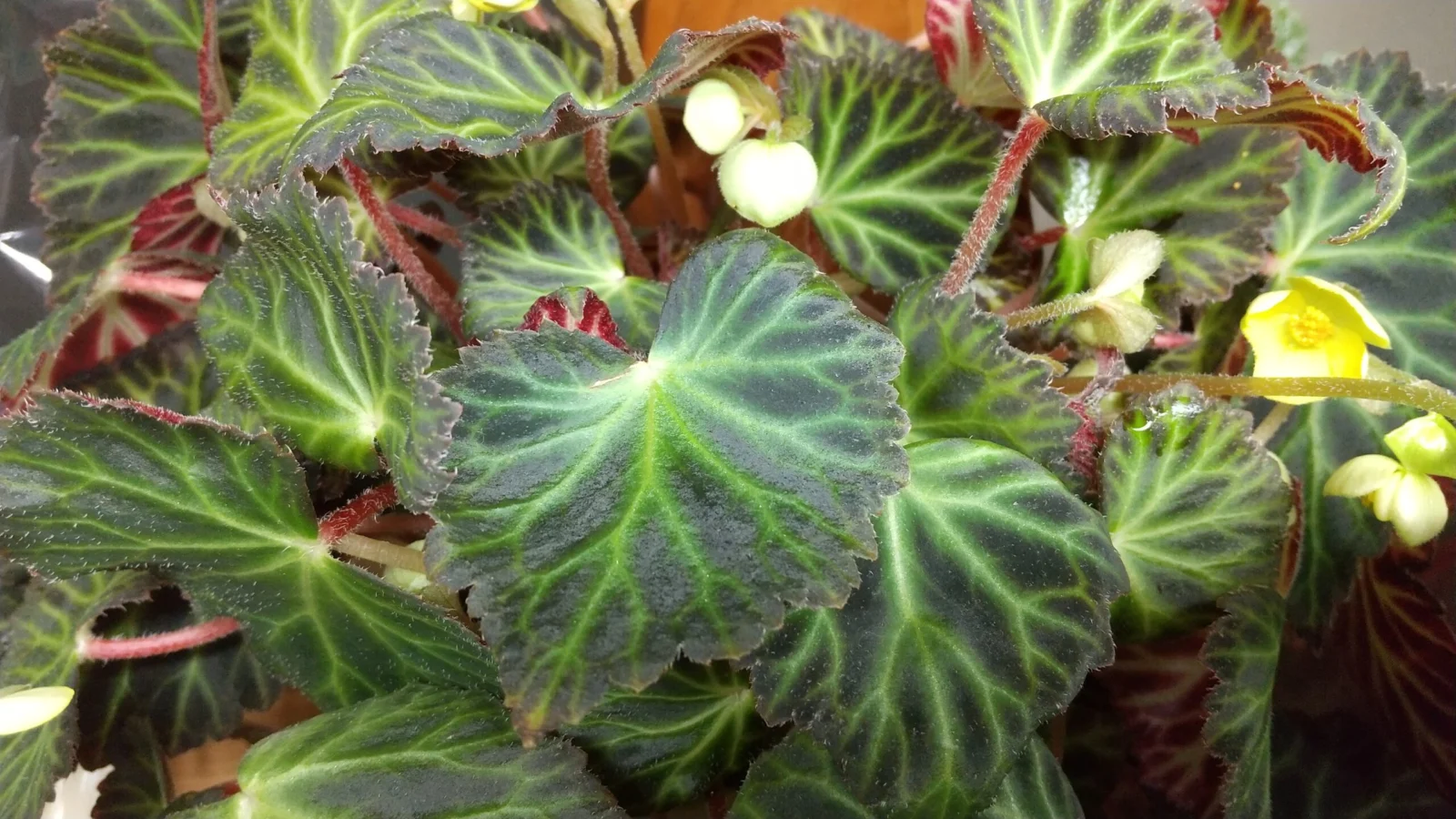 ベゴニア　ペアルケイ