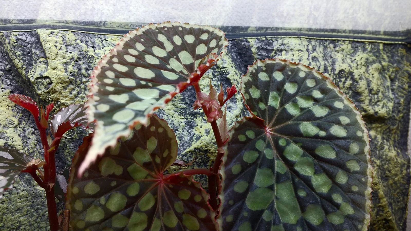 ベゴニア　クロロスティクタ　ブラック