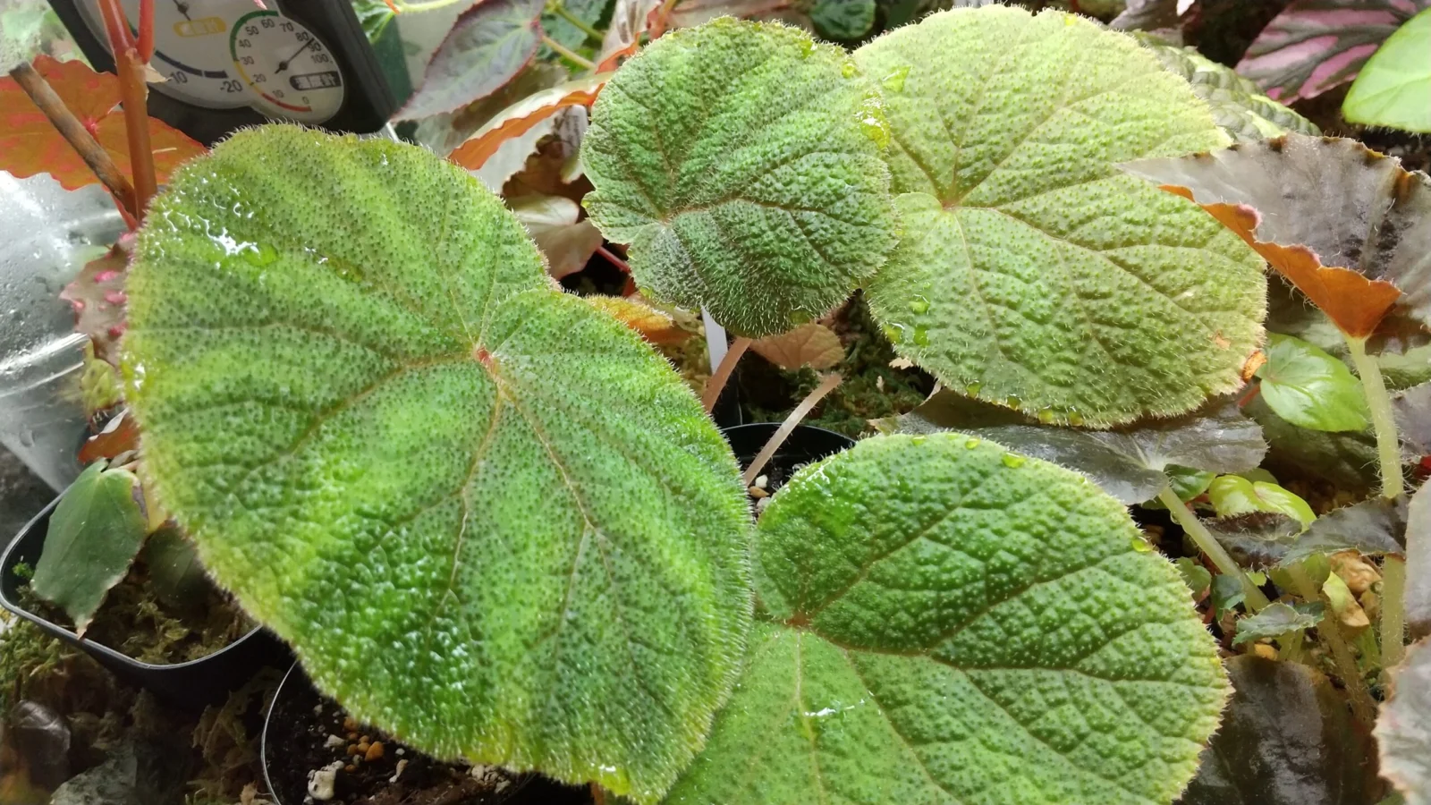 ベゴニア　ウェルシコロル