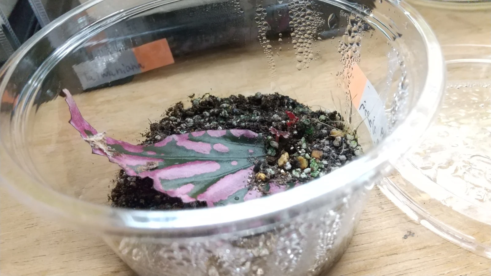 ベゴニア　sp.ジュラウ(ボッチ株)