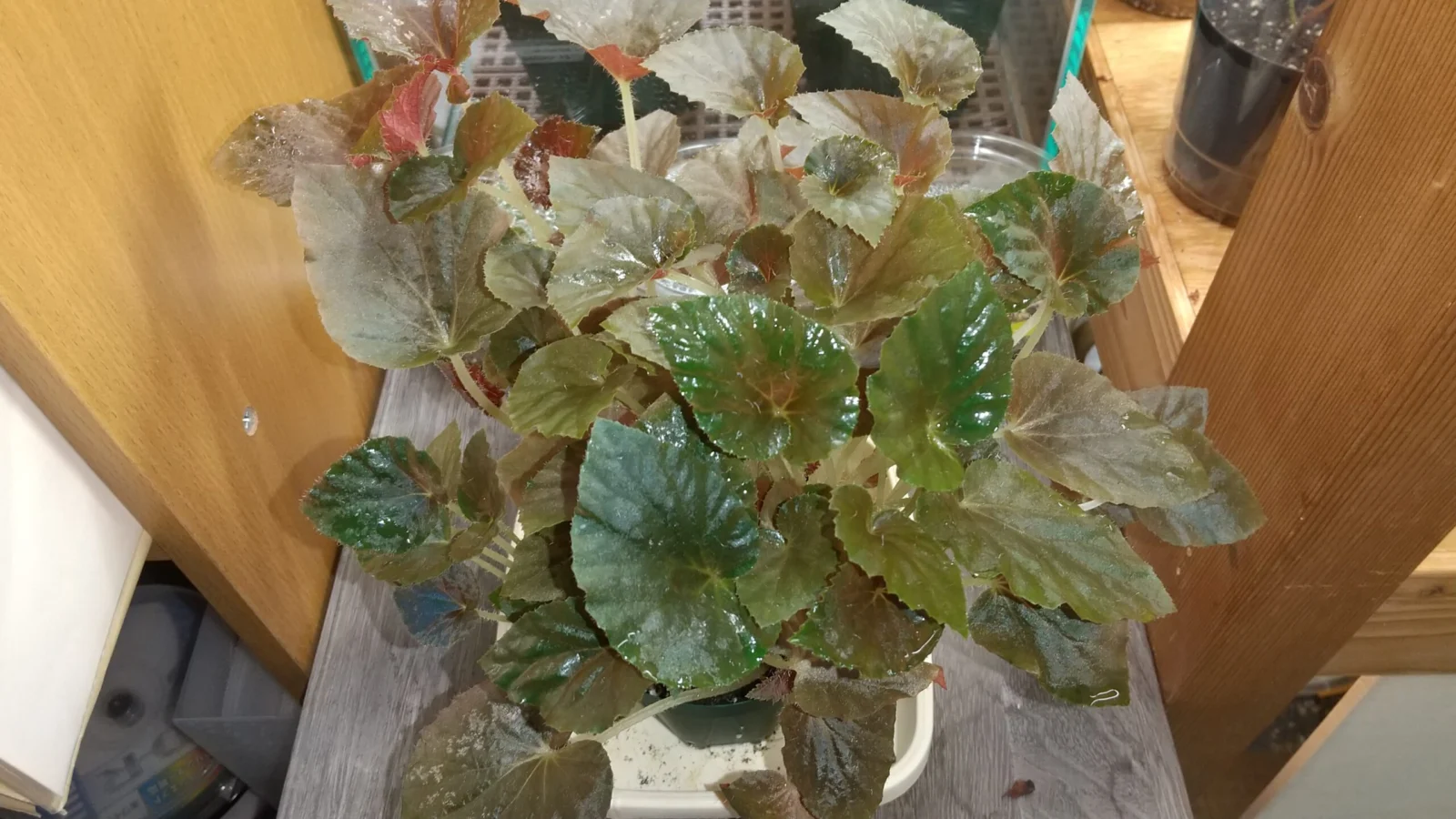 ベゴニア　マダカスカルSP