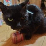 amiのアバター