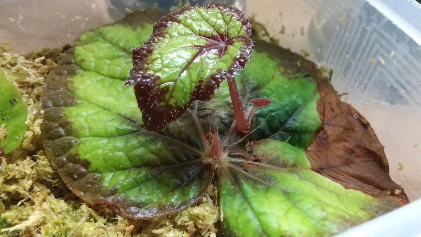 ベゴニア　グリーンゴッデス