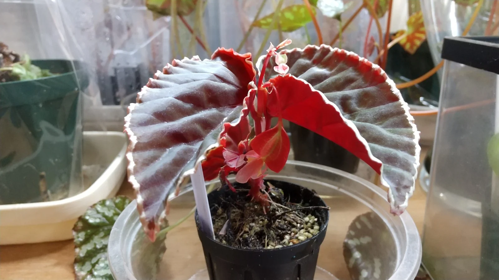 ベゴニア　ダースベーデリアナ