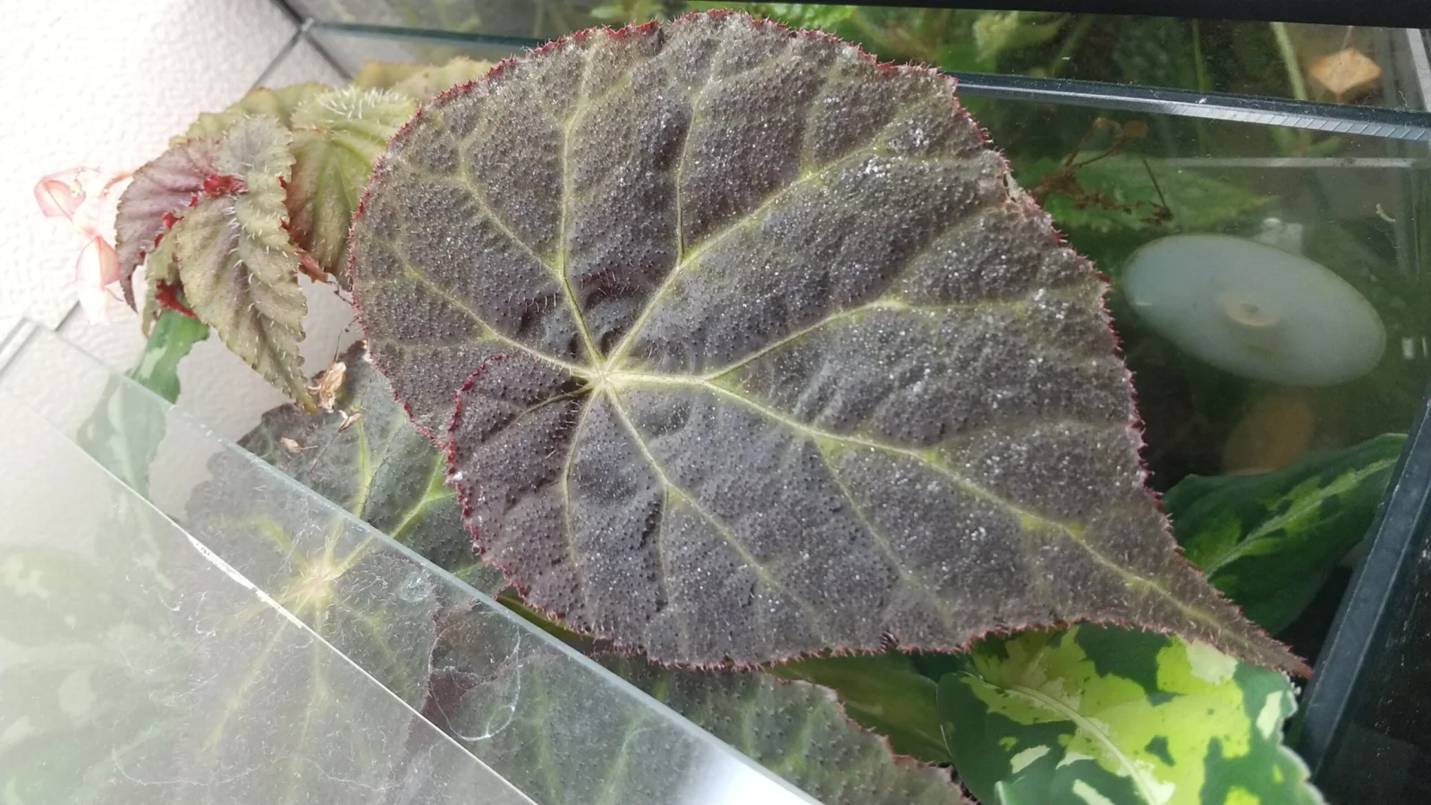 ベゴニア　イーグルシャム