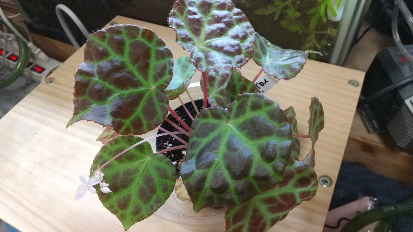 ベゴニア　ライア