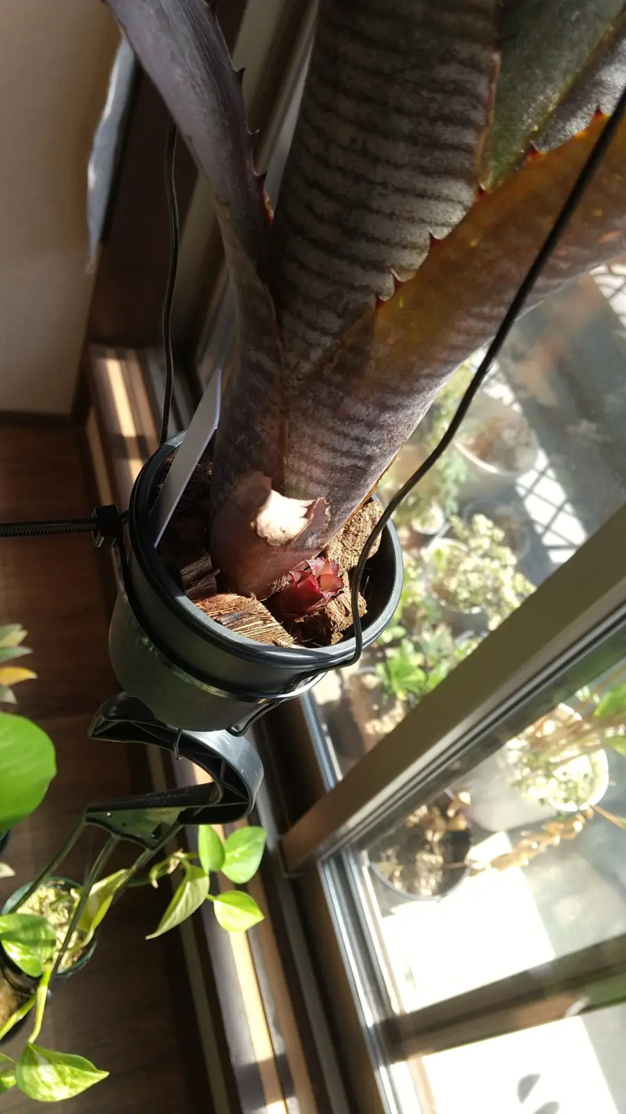 ビルベルギア スモークスタック