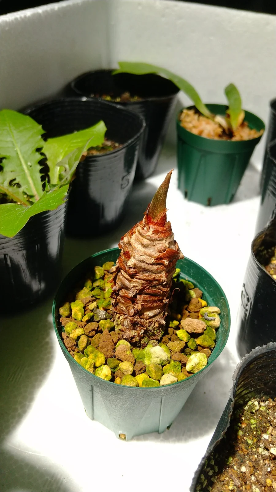 アロカシア ククラータ オーレア